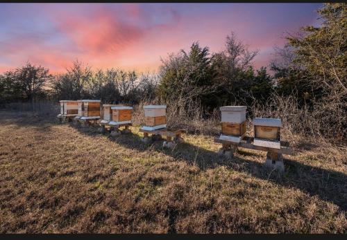 a row of beehives sitting in a field at Boho Bliss Yurt - Unit # 4 in Woodway