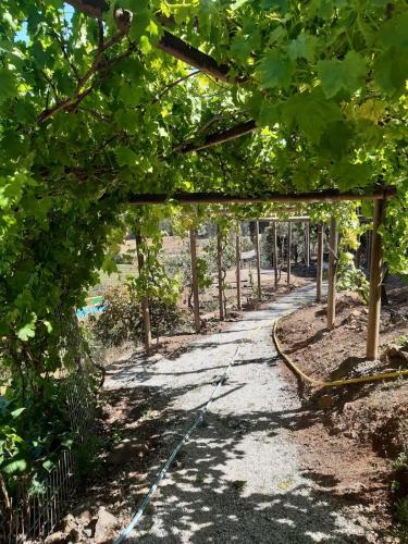 a path through a row of trees at CABAÑA Privada 