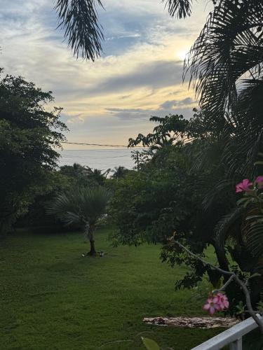a view of a yard with a palm tree and the ocean at Douce Evasion in Bouillante