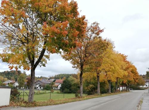 a row of trees on the side of a road at Kern's Hoamat in Soyen