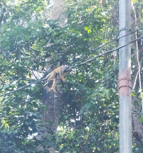 a monkey is sitting on a wire in a tree at Casa Morpho in Zancudo
