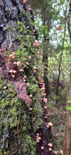 a bunch of mushrooms on the side of a tree at ECOHOSTAL HUELLAS DEL BOSQUE in Valdivia
