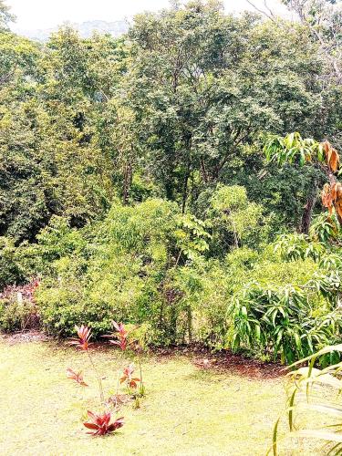 a group of trees and bushes with grass and flowers at Villa Guarias in Puntarenas