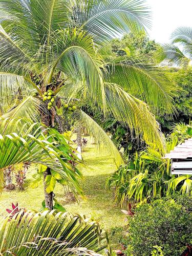 a group of palm trees in a garden at Villa Guarias in Puntarenas