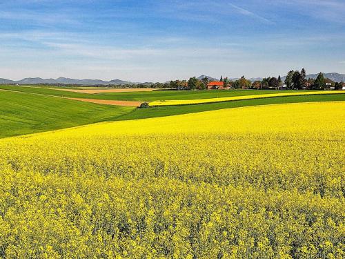 a yellow rapeseed field with a field of yellow flowers at Panoramic Skanelanga Retreat-By Traum in Hammenhög