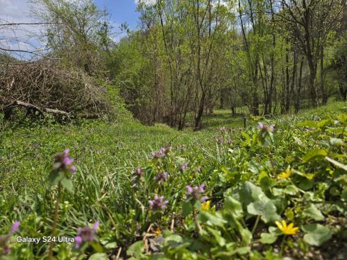Huvilan lähellä sijaitseva luonnonmaisema