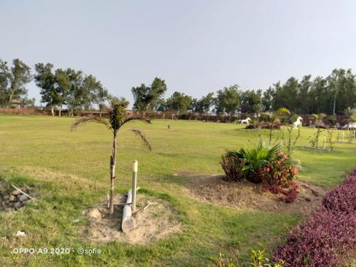 a palm tree in the middle of a field at KHALIL SONs FARM HOUSE in Dargai