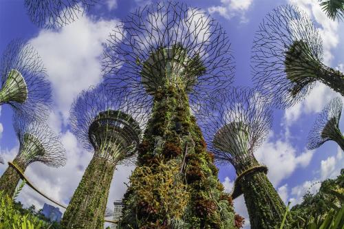 a group of palm trees with the sky in the background at Grand Hyatt Singapore in Singapore