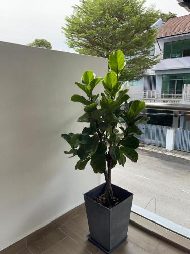 a plant in a pot sitting on a window sill at Dream Home Landed Balik Pulau in Balik Pulau
