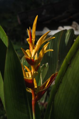 a yellow flower on a plant with green leaves at Pondok Satu Hati Sidemen in Sidemen