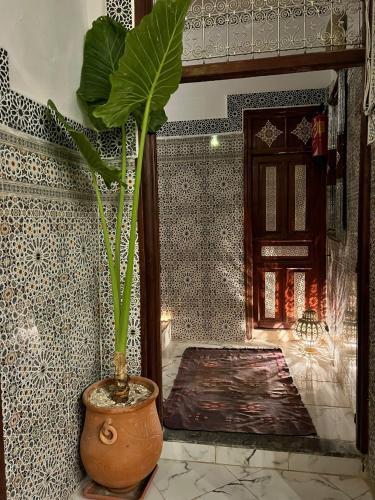 a plant in a pot next to a wall with a door at Riad bel kayed in Fès