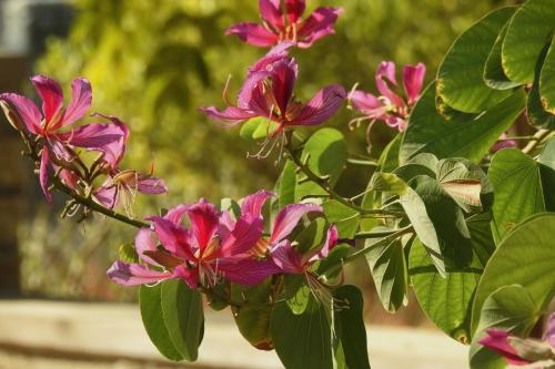 Un jardín fuera de Gokul Jawai