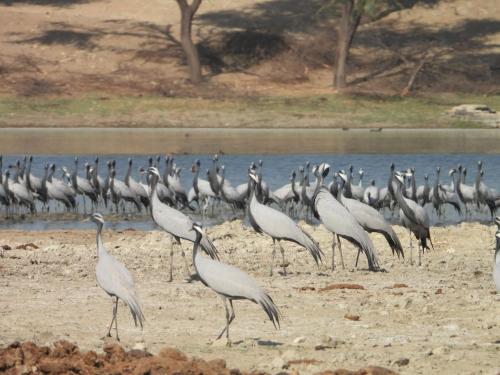 Animales en el resort o alrededores