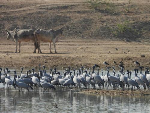 Animales en el resort o alrededores