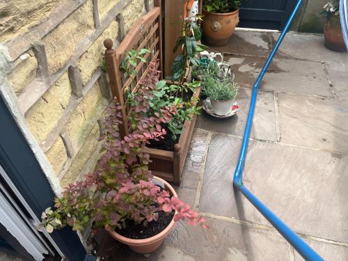 a group of potted plants on the side of a door at Penfra in Barnoldswick