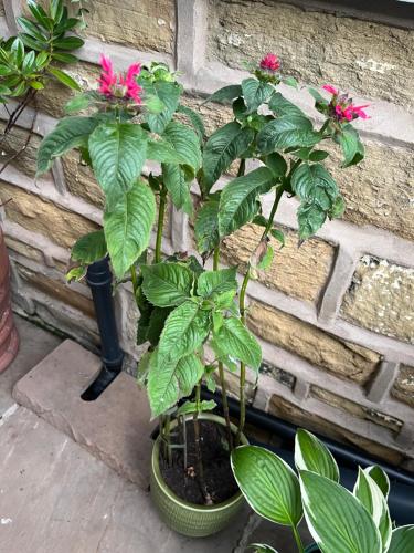 two plants in a pot next to a brick wall at Penfra in Barnoldswick