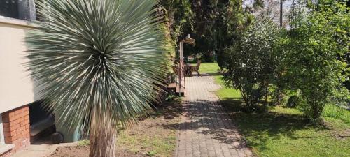 a palm tree sitting next to a walk way at Mediterran Garden Lil Apartment in Vecsés