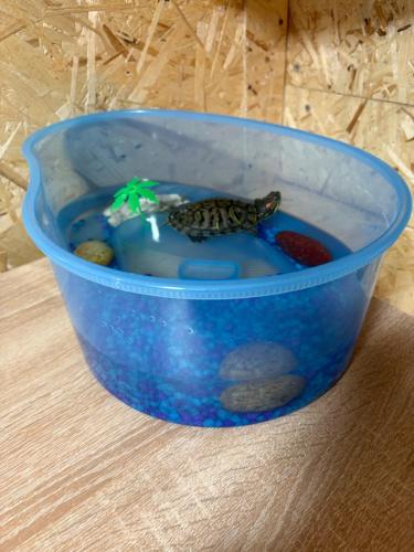 a toy turtle in a blue bowl of water at Honey home in Chʼkalovka