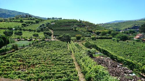 an aerial view of a vineyard on a hill at Casa Quinta da Adega do Chão - Vale do Douro in Lamego