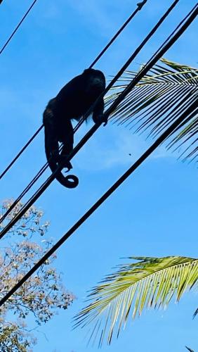 a bird sitting on a power line with a palm tree at Beachy Studio Hideaway Steps to Sand & Sunset in Playa Flamingo