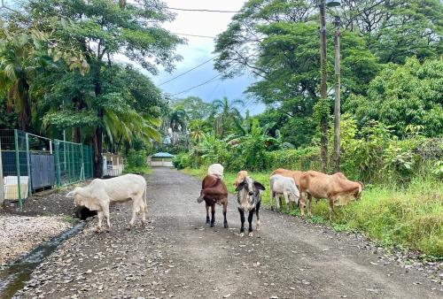 a group of animals walking down a dirt road at Beachy Studio Hideaway Steps to Sand & Sunset in Playa Flamingo