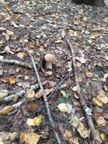 a mushroom sitting on the ground in the woods at Apartament mazurski u Kazika nad jeziorem Druglin Rożyńsk koło Ełku 