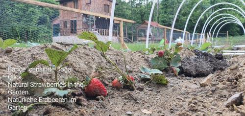 a garden with strawberries in the dirt in front of a house at Doğanın Kalbinde Doğallıkla Buluşma Noktası in Inegol