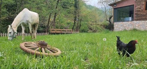a horse and a chicken in a field with a horse at Doğanın Kalbinde Doğallıkla Buluşma Noktası in Inegol