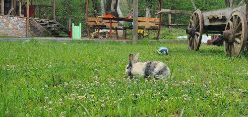 a rabbit in a field with a ball in the grass at Doğanın Kalbinde Doğallıkla Buluşma Noktası in Inegol