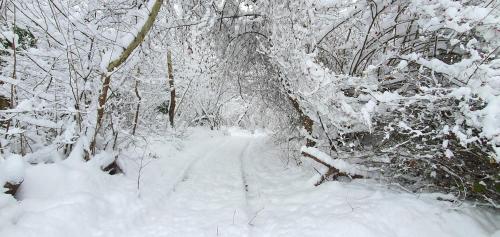 a snow covered path in a forest with snow covered trees at Doğanın Kalbinde Doğallıkla Buluşma Noktası in Inegol