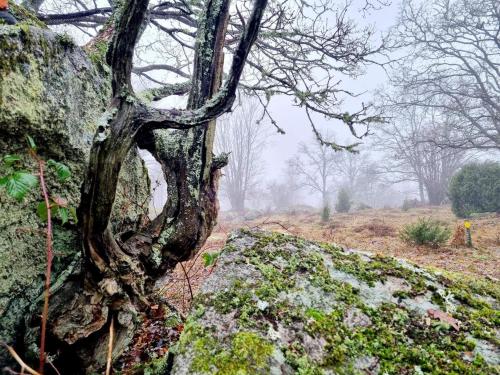 a tree growing on the side of a rock at 4 star holiday home in KARLSKRONA in Karlskrona