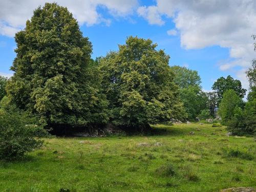 two trees in a field with green grass at 4 star holiday home in KARLSKRONA in Karlskrona