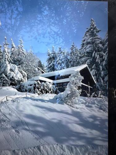a snow covered forest with trees covered in snow at Chalet Toccata, cosy et lumineux in Les Diablerets
