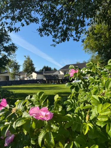 a bush with pink roses in a park at Lofoten-City Center-New apartment-Near the airport in Leknes