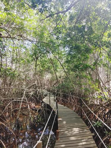 a wooden walkway through a forest with trees at El Puente in El Paredón Buena Vista