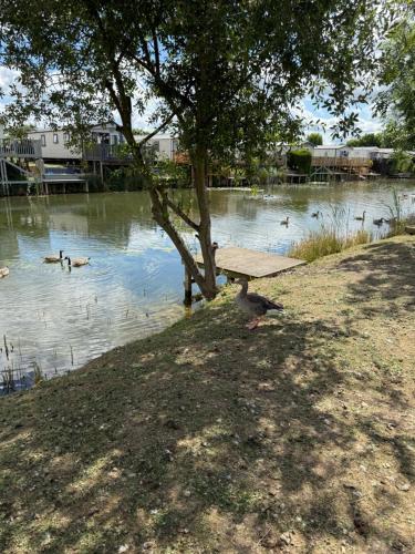 a park bench sitting next to a lake with ducks at Andreas Riverside Retreat at 7 Lakes Country Park in Crowle