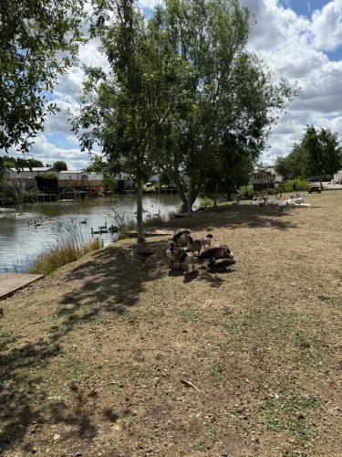 a group of ducks standing under a tree next to a lake at Andreas Riverside Retreat at 7 Lakes Country Park in Crowle