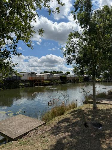 a lake with ducks in the water with a dock at Andreas Riverside Retreat at 7 Lakes Country Park in Crowle