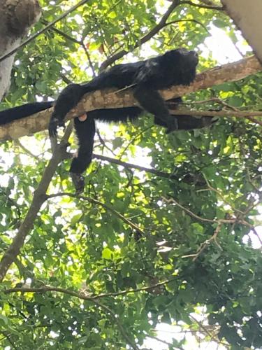 a black lizard sitting on a tree branch at El Encantadero in Jobompiche
