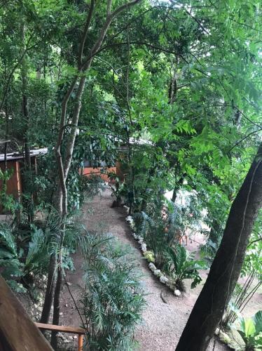 a forest filled with lots of trees and plants at El Encantadero in Jobompiche