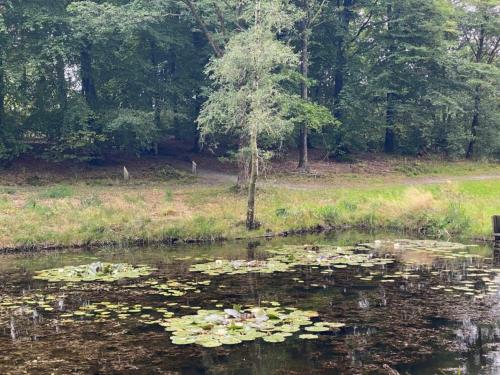 a pond with lily pads in the water at 5 star holiday home in Hovborg-By Traum in Hovborg