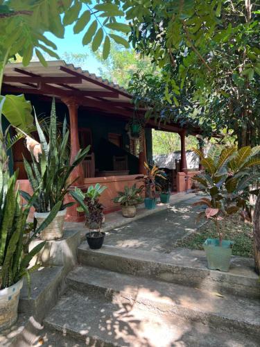a group of potted plants in front of a house at Jaana Guest in Sigiriya