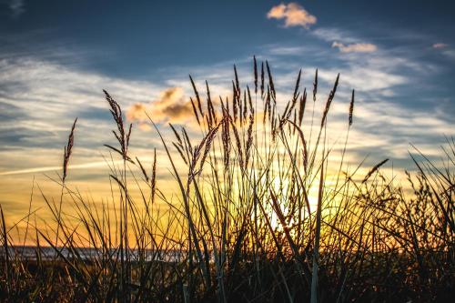a field of tall grass with the sunset in the background at Kapteinu Osta in Salacgrīva