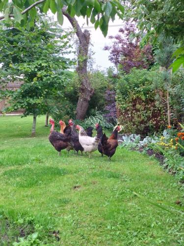 a group of chickens standing in the grass at Viktorijas dārzs in Liepāja