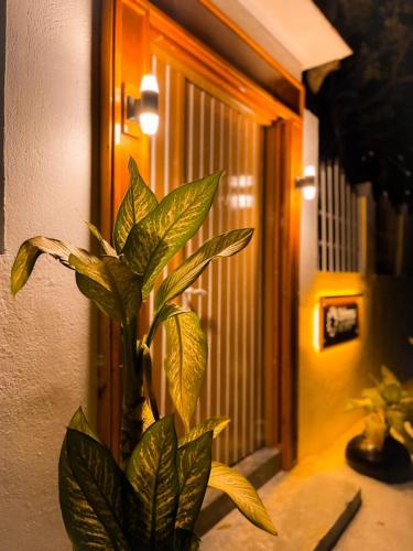 a plant in a vase sitting on a table at Bahaaru Villa Surf and Stay in Himmafushi