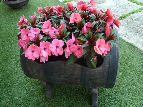 a pot of pink flowers sitting on the grass at Albergo Casa Este in Brenzone sul Garda