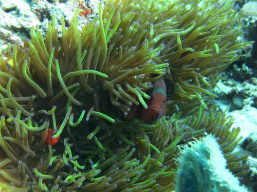 a clown fish hiding in a coral reef at Pande Guest House in Pemuteran