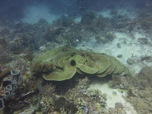 a large green seaweed is growing on the reef at Pande Guest House in Pemuteran