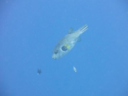 a fish with a fork in the water at Pande Guest House in Pemuteran