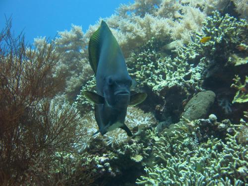 a blue fish swimming over a coral reef at Pande Guest House in Pemuteran